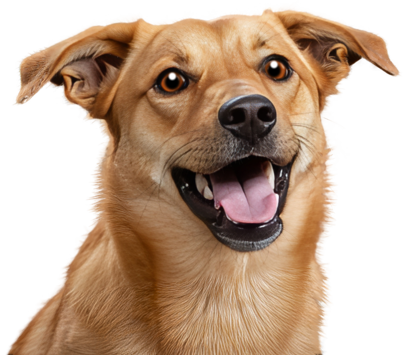 Happy barking dog